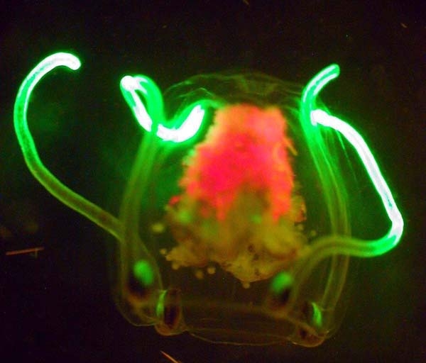Небольшая медуза, которая вряд ли обладает мощным интеллектом (phys.org)