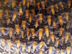 Колония крупных пчел (phys.org)