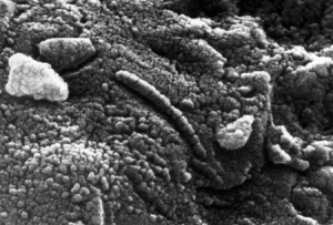 Метеорит ALH84001 под микроскопом (wikipedia.org)